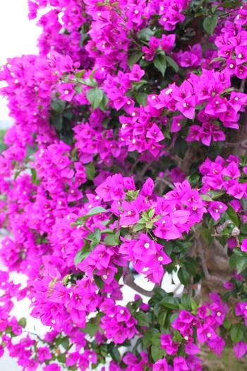 IMG_0539_resize.JPG