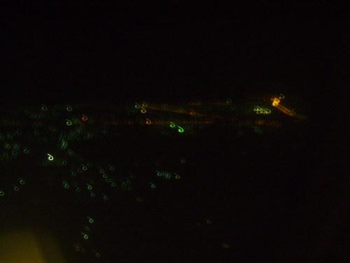 DSC01856_resize.JPG
