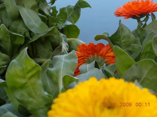 Yunnan 363_resize_resize.jpg