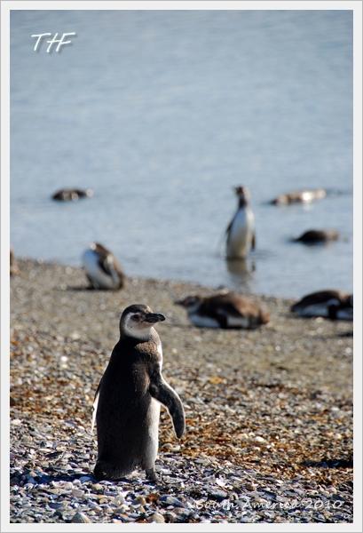 Penguin006.JPG