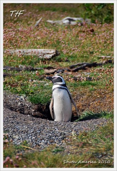 Penguin019.JPG