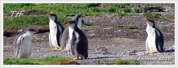 Penguin013.JPG