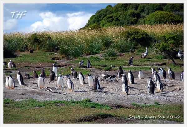 Penguin040.JPG