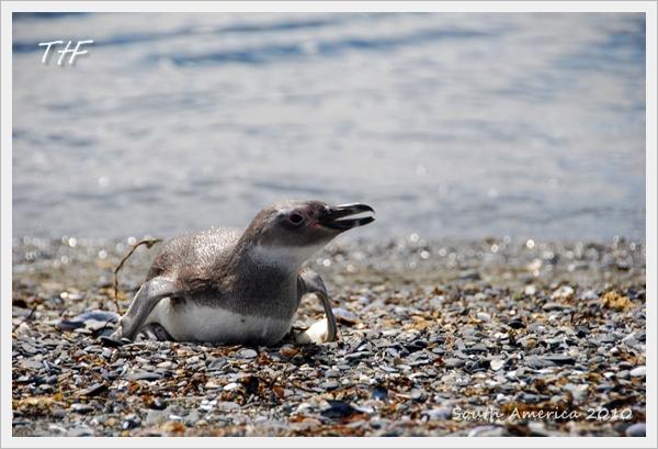 Penguin028.JPG