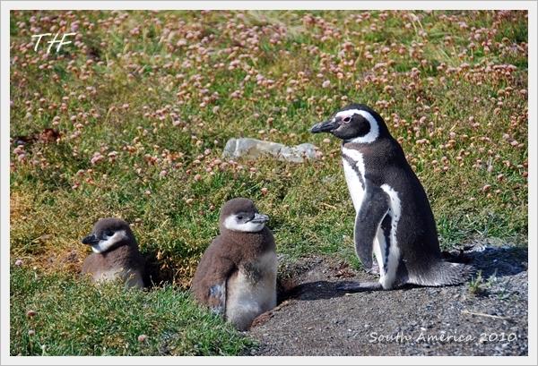Penguin042.JPG