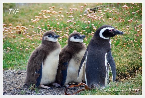 Penguin046.JPG