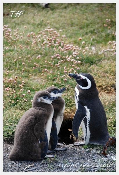 Penguin047.JPG