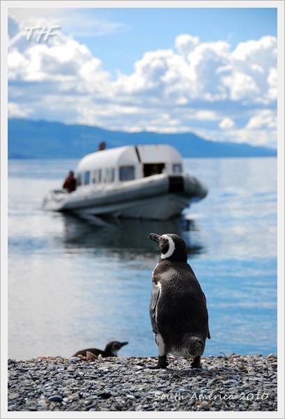 Penguin026.JPG
