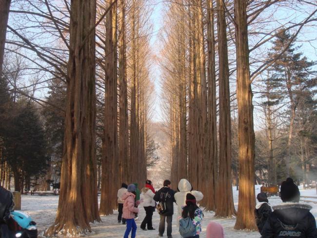 เกาะนามิ.jpg