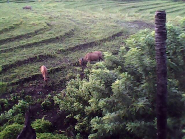IMG0056A.jpg