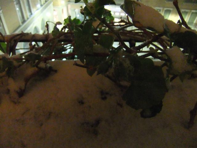 DSCF3316 (Small).JPG