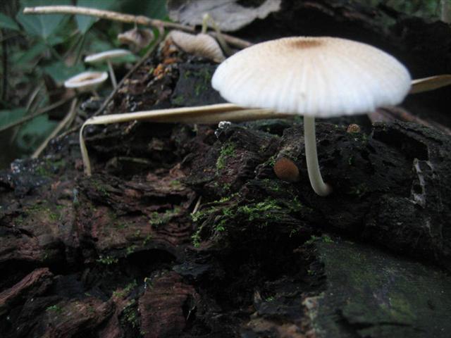 Slide46 (Small).JPG