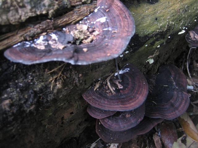 Slide48 (Small).JPG