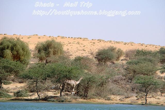 Mali7.jpg