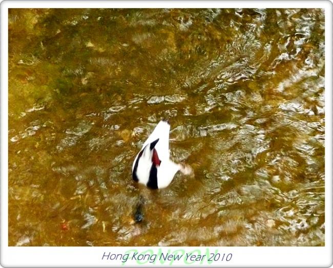 HK2010222.JPG