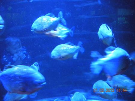 DSCN3533_resize.JPG