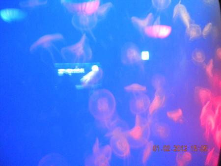 DSCN3603_resize.JPG