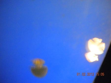 DSCN3604_resize.JPG
