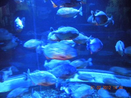DSCN3532_resize.JPG