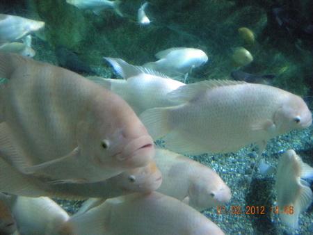DSCN3540_resize.JPG