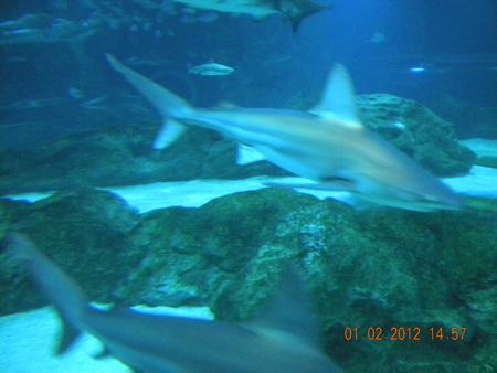 DSCN3579_resize.JPG