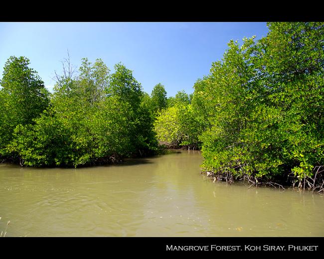 mangrove01.jpg