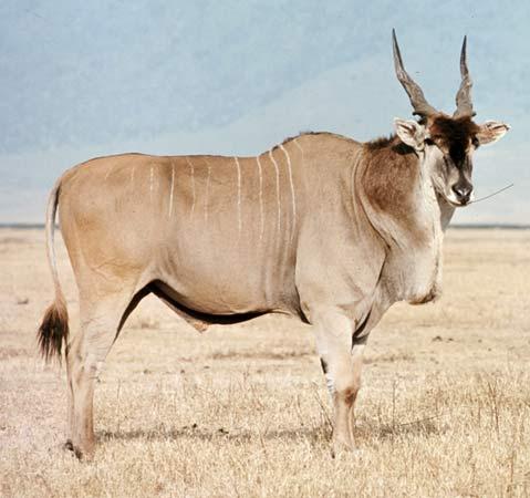 Eland_fs.jpg