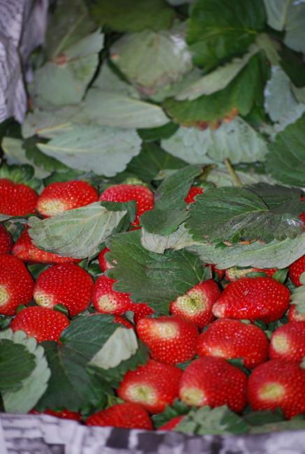 DSC_0218aaa.jpg