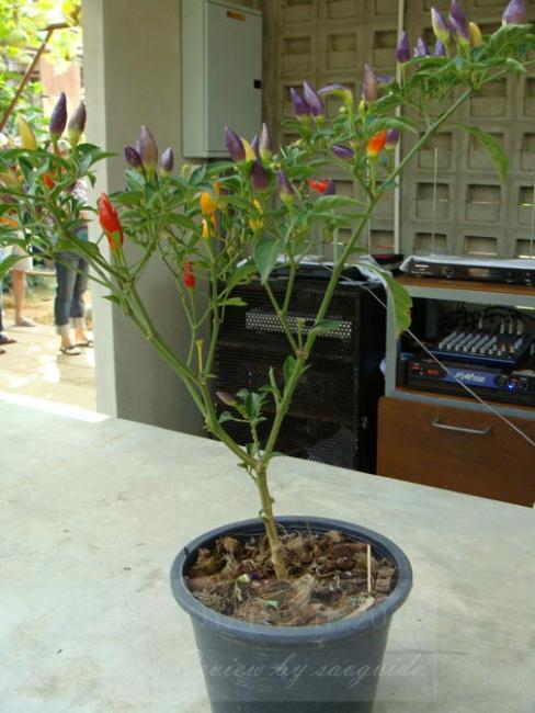 resizeDSC07537.jpg