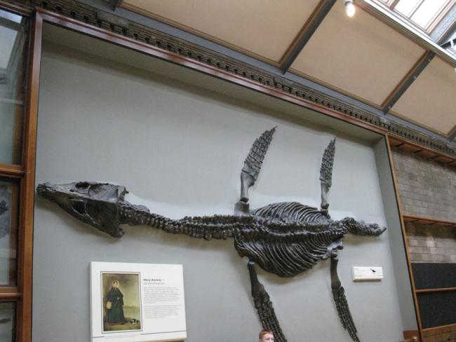 Museum of Natural History 084.jpg