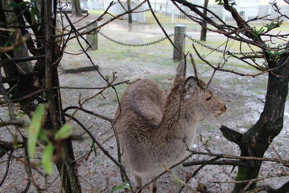 IMG_0977_resize.JPG