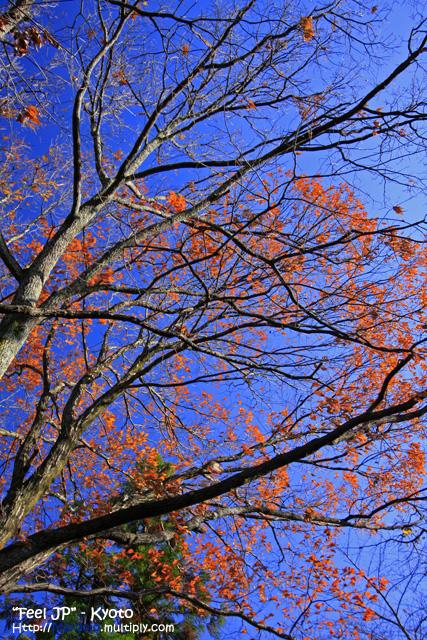 _MG_0717.jpg
