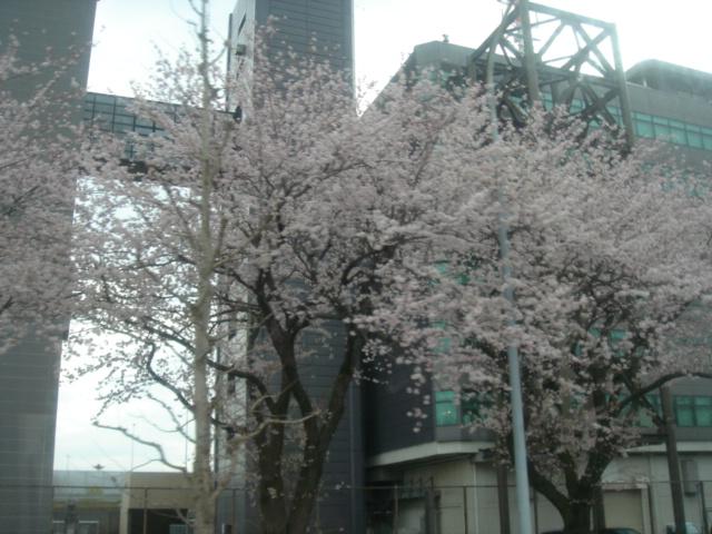 DSC00380.JPG