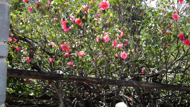 DSCF0183_resize.JPG