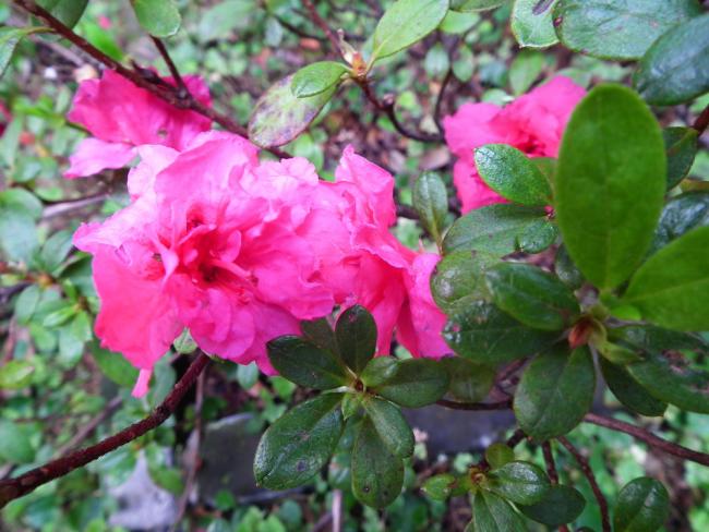 DSCF0322_resize.JPG