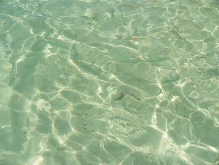 100_0782_resize.JPG