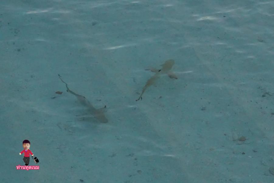 DSC02649_resize.jpg