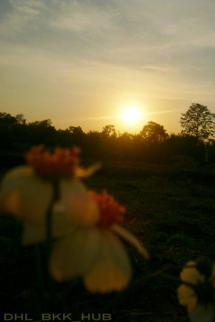 sun flower.jpg