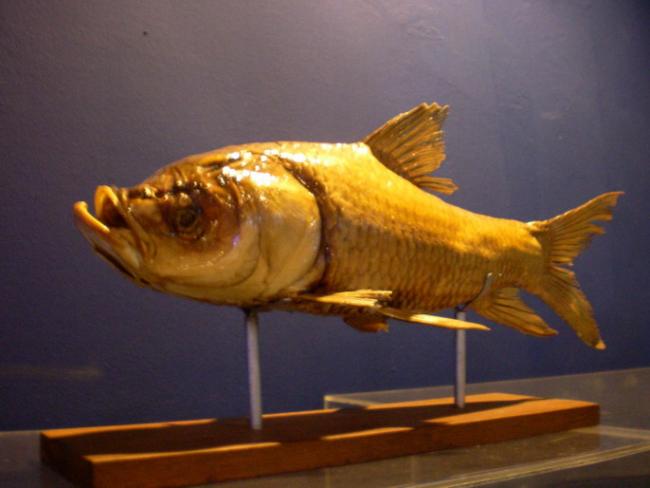 SANY6351.jpg