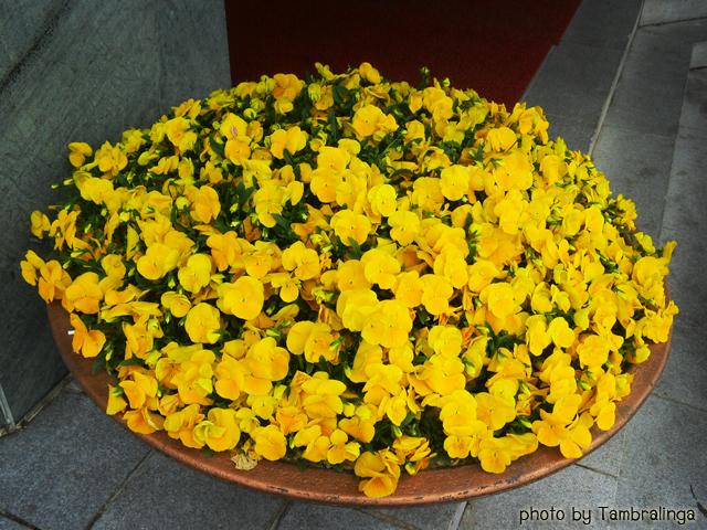 SDC15769.jpg