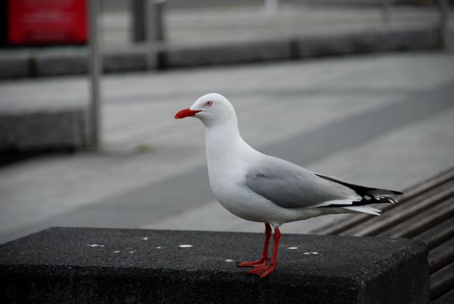 DSC_2175.JPG