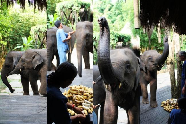 Morning Elephant feeding.jpg