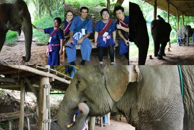 Elephant intro II.jpg