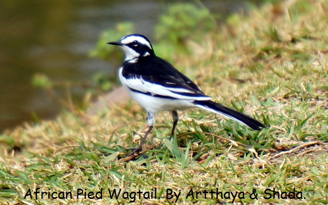 African Pied Wagtail.JPG