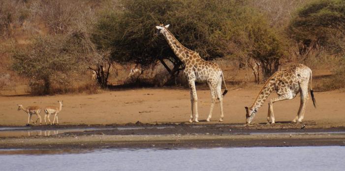 Giraff2.JPG