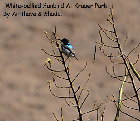 White-bellied Sunbird1.JPG