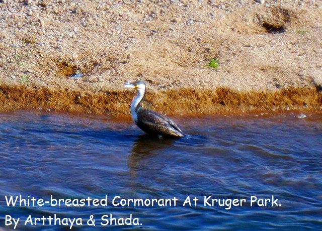 White-breasted Cormorant.JPG