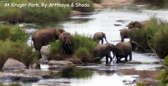 African Elephant5.JPG