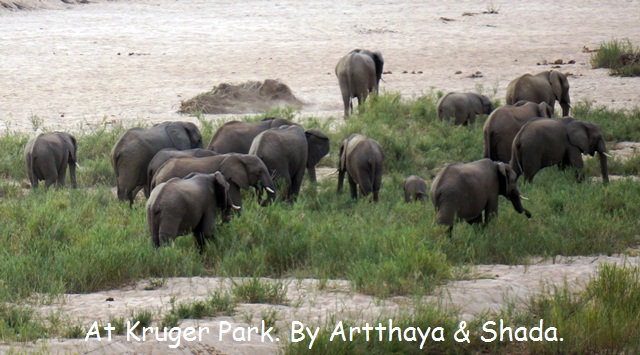 African Elephant10.JPG