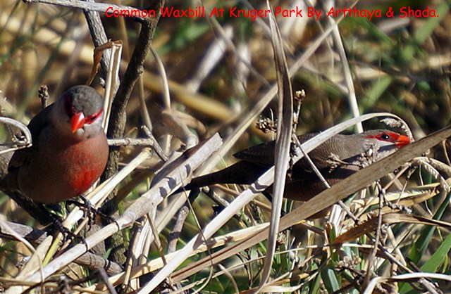 Common Waxbill.JPG